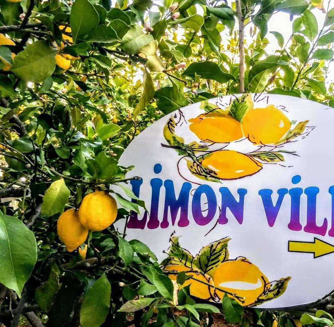 Villa Limon 1